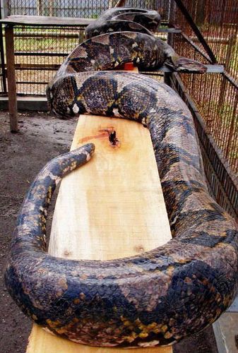 直播800斤蟒蛇